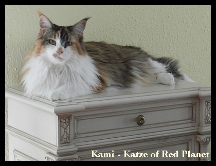 Kami Katze